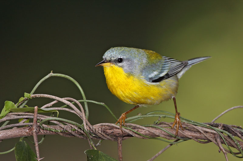 Tropical Parula © Russ Chantler